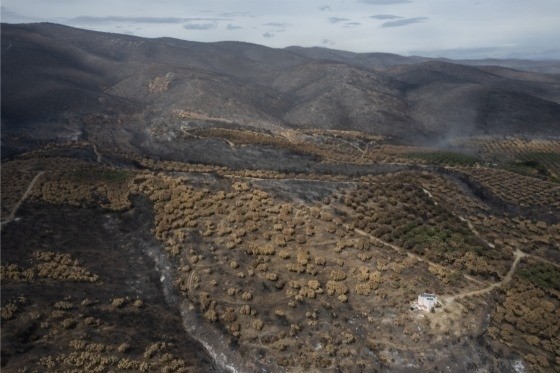 Στη Μόνιμη Επιτροπή της Βουλής για το Περιβάλλον η πυρκαγιά στο δάσος της Δαδιάς