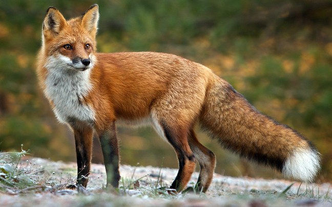 Ξεκίνησε η ενεργητική επιτήρηση για την λύσσα της κόκκινης αλεπούς από τον Κυνηγετικό Σύλλογο Ξάνθης