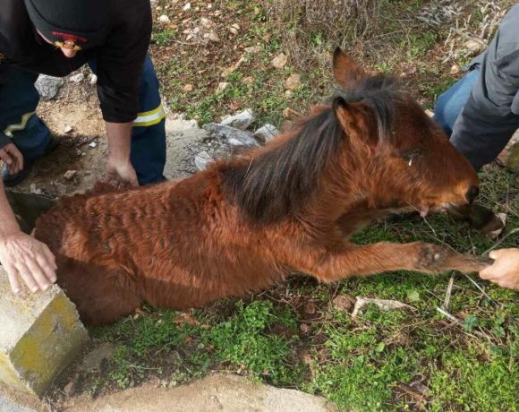 Πυροσβέστες της Π.Υ Σταυρούπολης, διέσωσαν νεαρό άγριο άλογο στα Κάτω Λιβερά