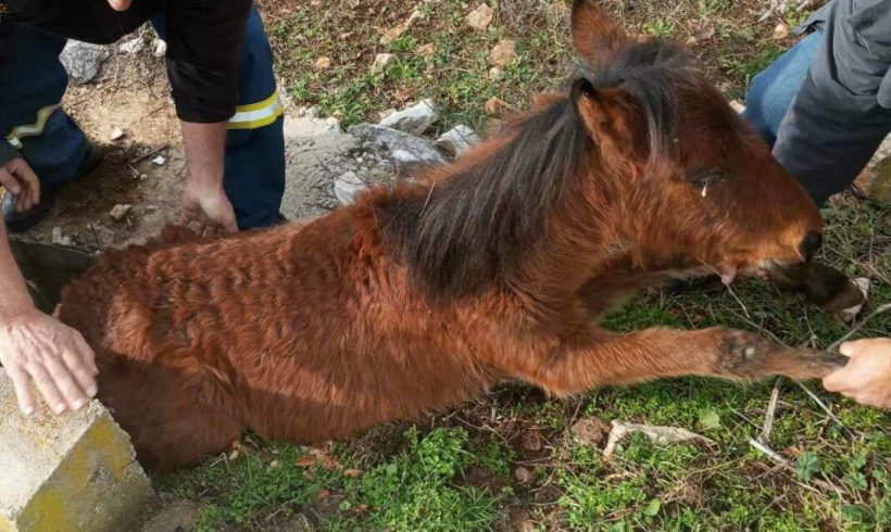 Πυροσβέστες της Π.Υ Σταυρούπολης, διέσωσαν νεαρό άγριο άλογο στα Κάτω Λιβερά