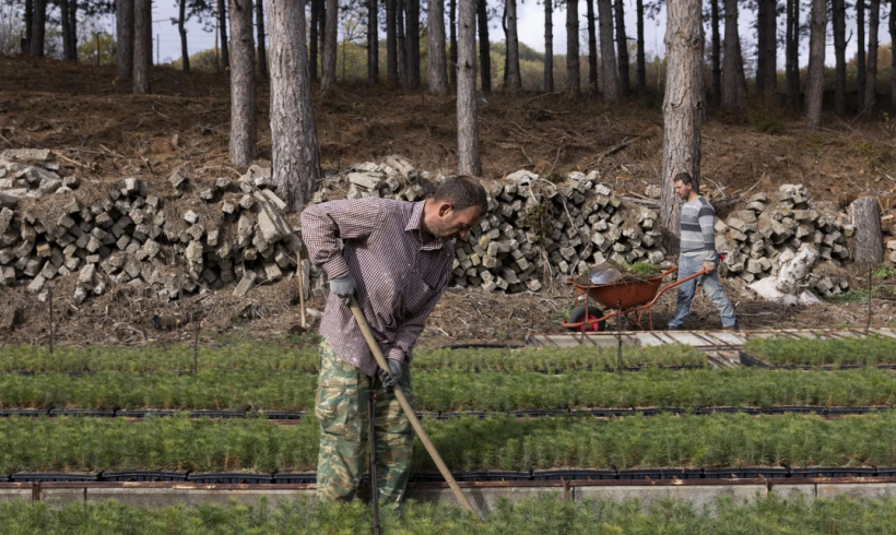 Εκατοντάδες χιλιάδες δενδρύλλια μεγαλώνουν στο φυτώριο της Οργάνης Ροδόπης για να αναδασώσουν τα καμένα