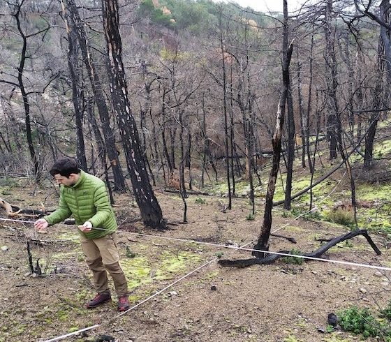 Μετά από μια φυσική καταστροφή, ακολουθεί πάντα η αναγέννηση – Αναλυτικά η μελέτη του WWF Ελλάς στο δάσος της Δαδιάς