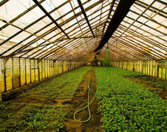 Θερμοκηπιακή καλλιέργεια: Επιδότηση από 50%