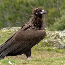 Μαυρόγυπας που επέζησε από δηλητηρίαση μεταφέρθηκε εσπευσμένα στην Αθήνα 