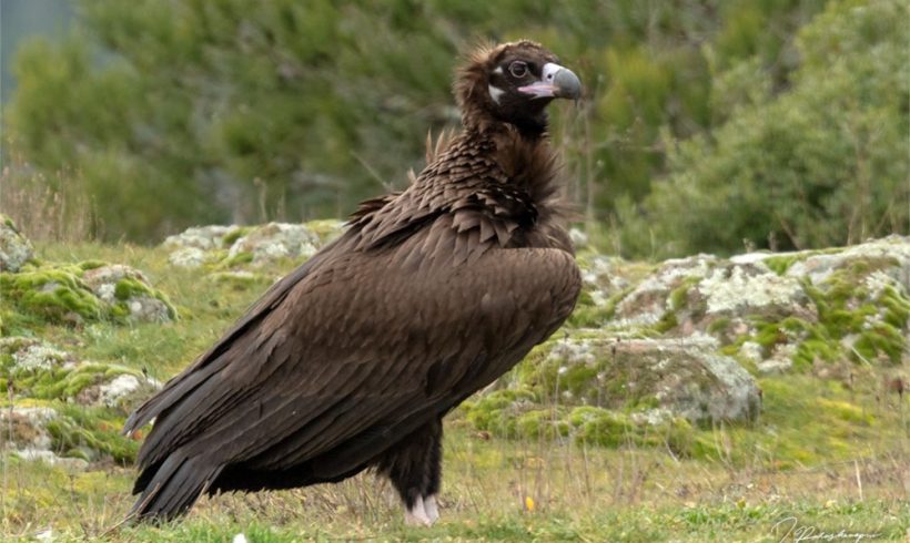 Μαυρόγυπας που επέζησε από δηλητηρίαση μεταφέρθηκε εσπευσμένα στην Αθήνα Μαυρόγυπας που επέζησε από δηλητηρίαση μεταφέρθηκε εσπευσμένα στην Αθήνα